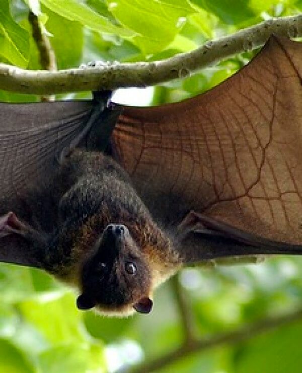 giant japanese bats