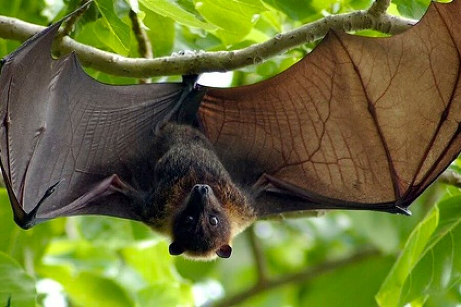 giant japanese bats