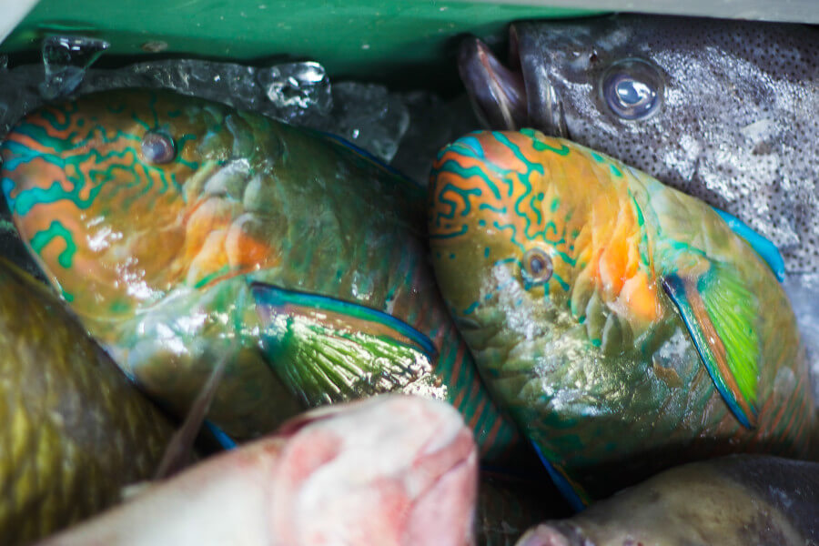 awase fish-market | Walking Through Wonderland