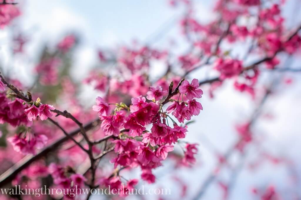 Japanese Cherry Blossoms | Walking Through Wonderland