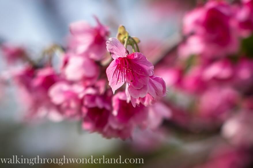 Japanese Cherry Blossoms | Walking Through Wonderland