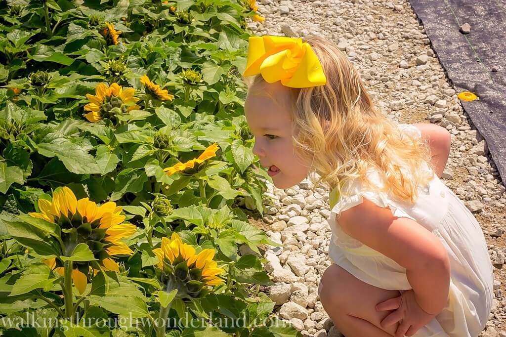 Okinawa Sunflowers | Walking Through Wonderland 