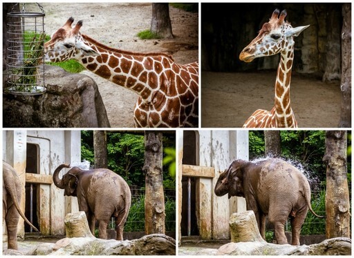 African Animal Area Taipei Zoo | WTW