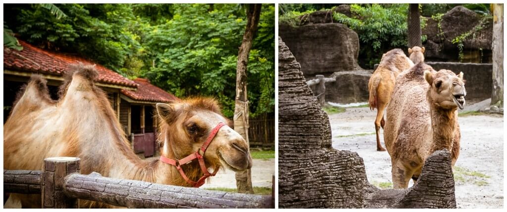 Taipei Zoo | Walking Through Wonderland