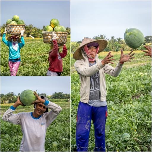 Watermelon farming in Bali 