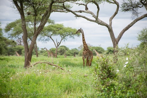 Safari Day Tarangire | Walking Through Wonderland