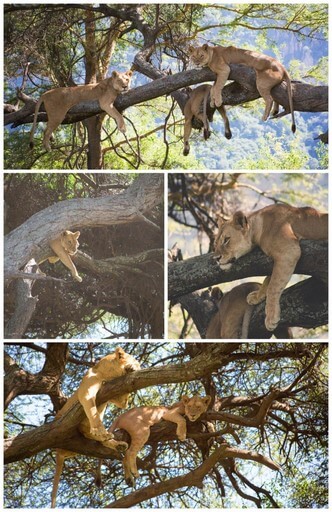 Lions Lake Manyara | Walking Through Wonderland