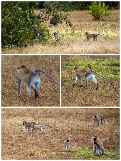 Monkeys Lake Manyara