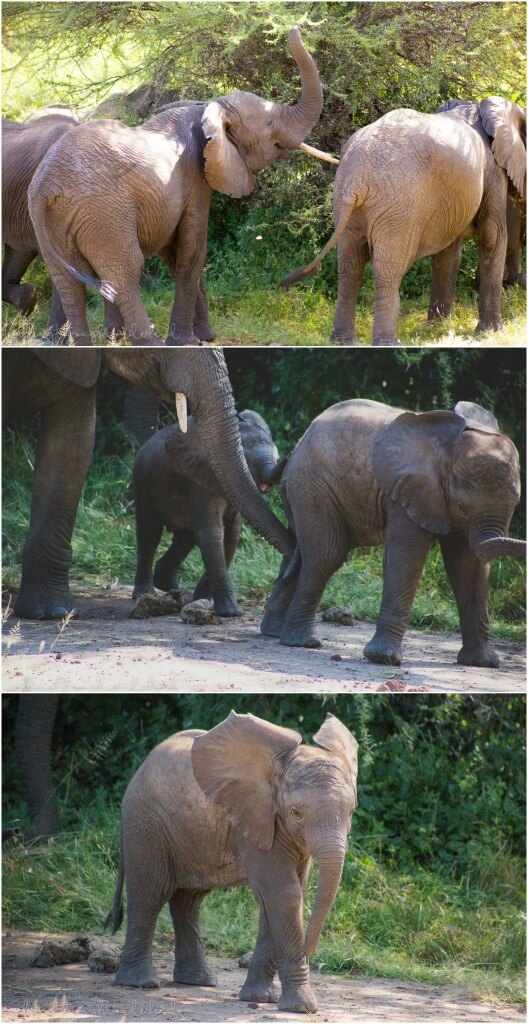 Elephants | Walking Through Wonderland
