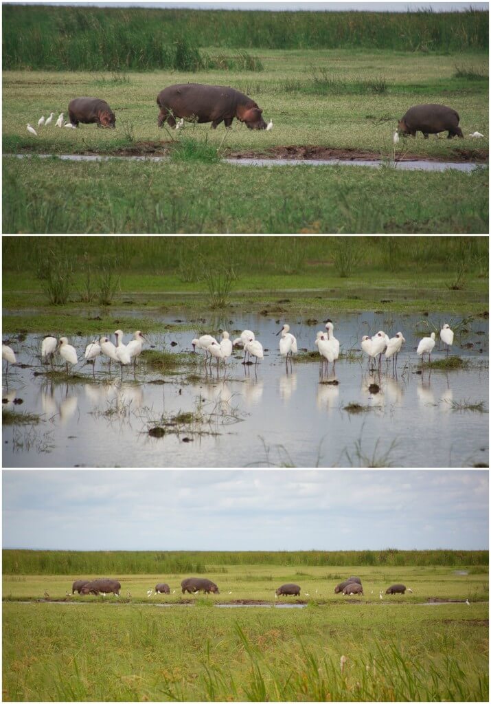 Hippos Lake Manyara | Walking Through Wonderland