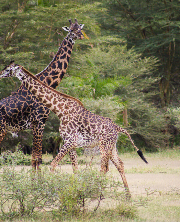 Giraffes Lake Manyara