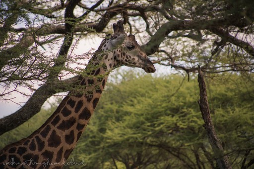 Giraffes Lake Manyara