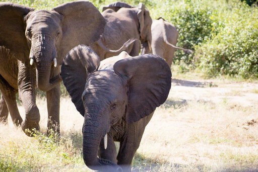 Lake Manyara Elephants | Walking Through Wonderland